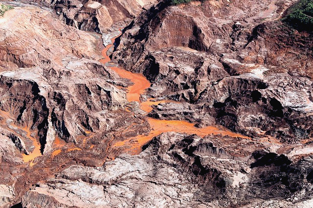 Animais e vegetais estão sendo dizimados da Terra em uma escala nunca vista, alertam 145 cientistas