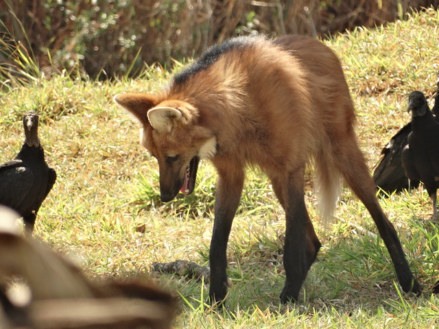 População de animais silvestres do planeta caiu pela metade em menos de 50 anos, revela estudo