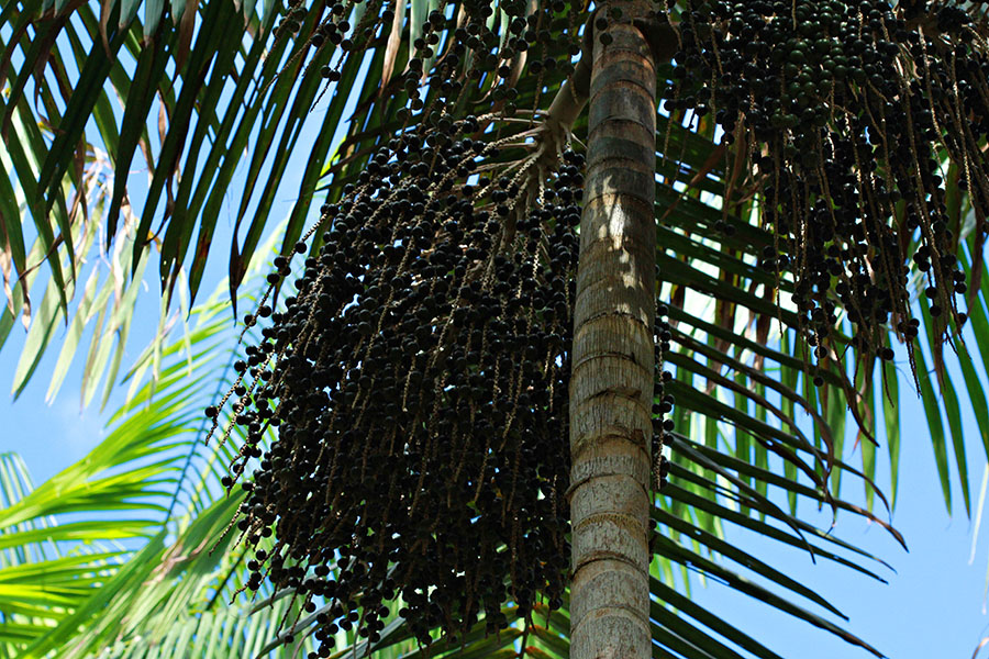 Pesquisa comprova que floresta e abelhas aumentam em 433% a produção de açaí