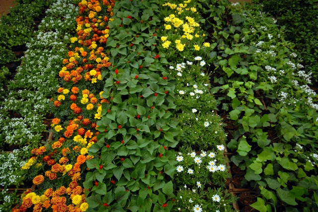 Campinas terá o primeiro encontro de jardinagem e paisagismo no Ceasa