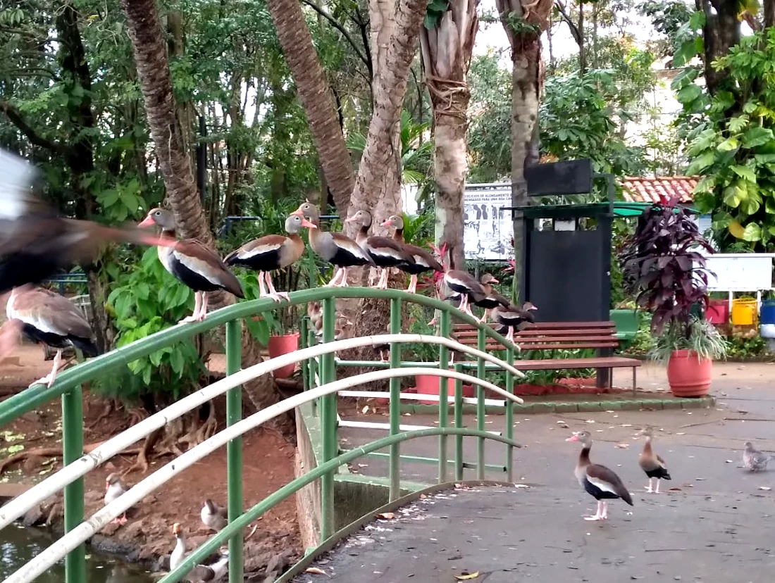 Governo Dario fecha parques em domingo de sol e libera mega expansão urbana do PIDS