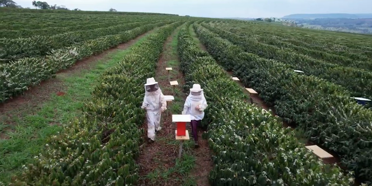 Abelhas na plantação de café aumenta a produtividade e melhora o sabor, revela estudo