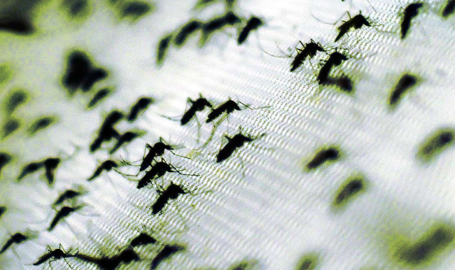 Mosquito Aedes aegypti modificado está se reproduzindo após experimento precipitado