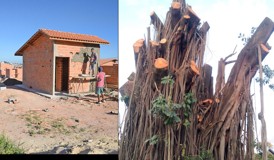 Casa de 15 m2 e poda drástica de figueira centenária marcam o governo Dario Saadi em Campinas