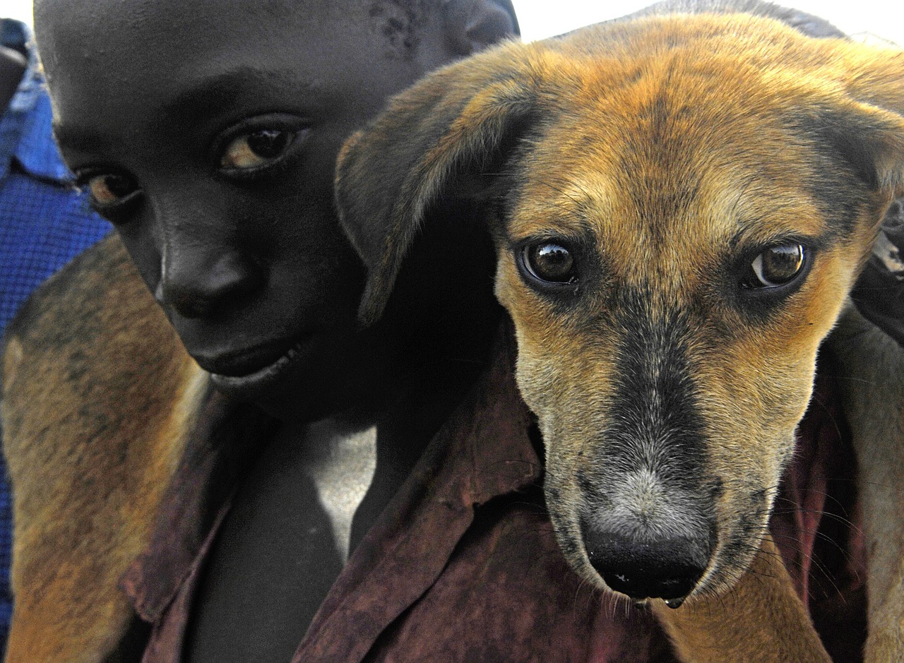 O Dia do Veterinário 2 (para os bichos do amanhã)